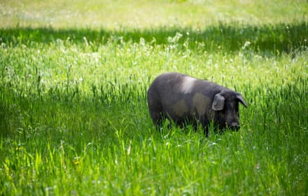 A purebred Iberian pig in a dehesa, archive image tied to the new gold coin